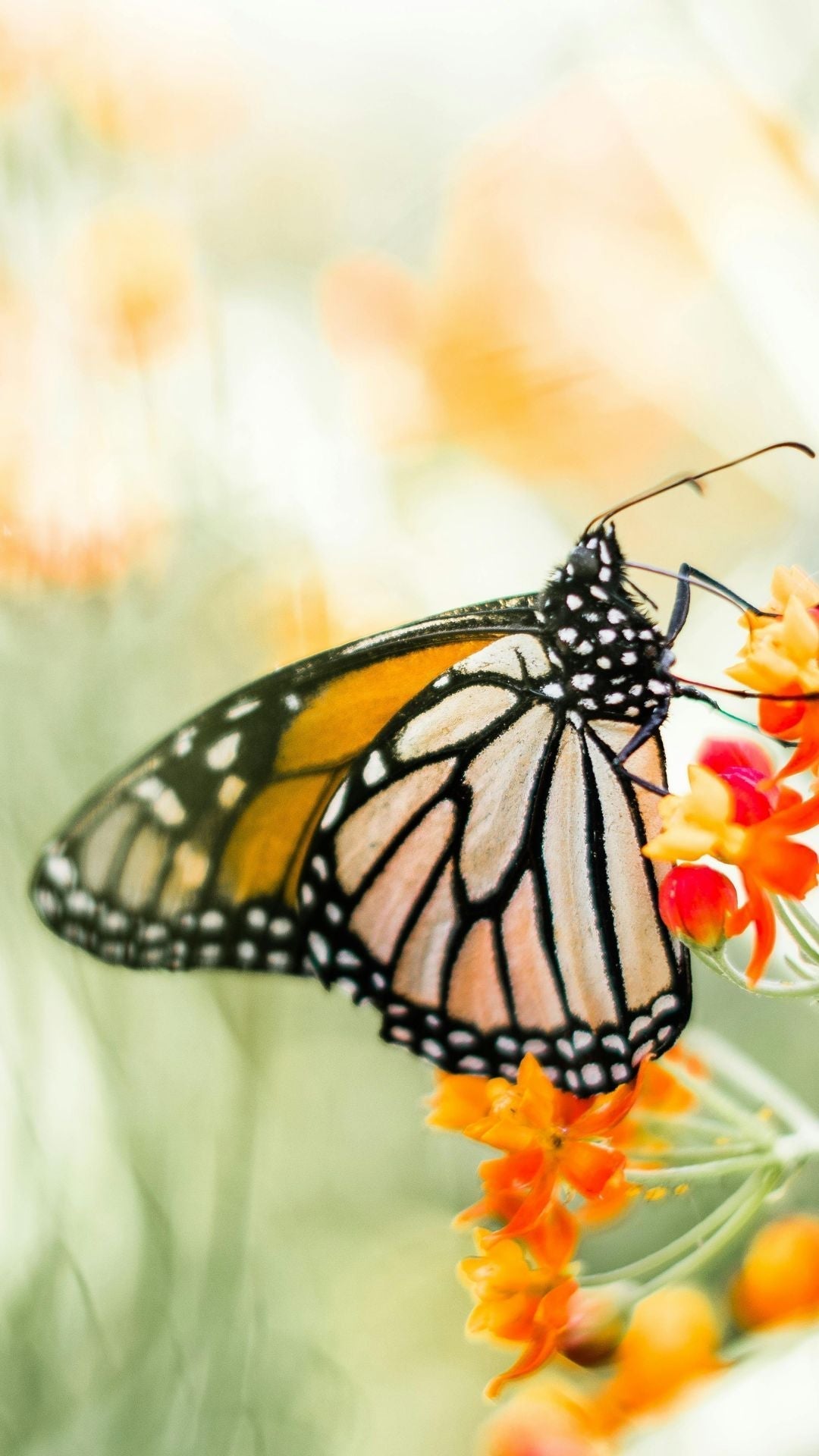 Vivir en otro país sentirse en casa: guía emocional para mujeres migrantes